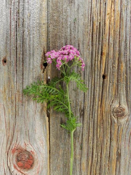 COTTAGE PURPLE YARROW